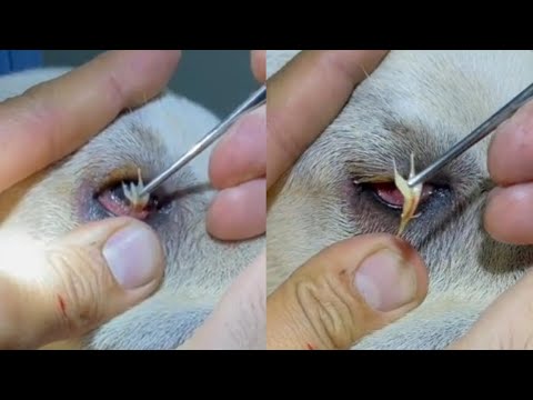 Huge Foxtail Removed From A Dog's Eye