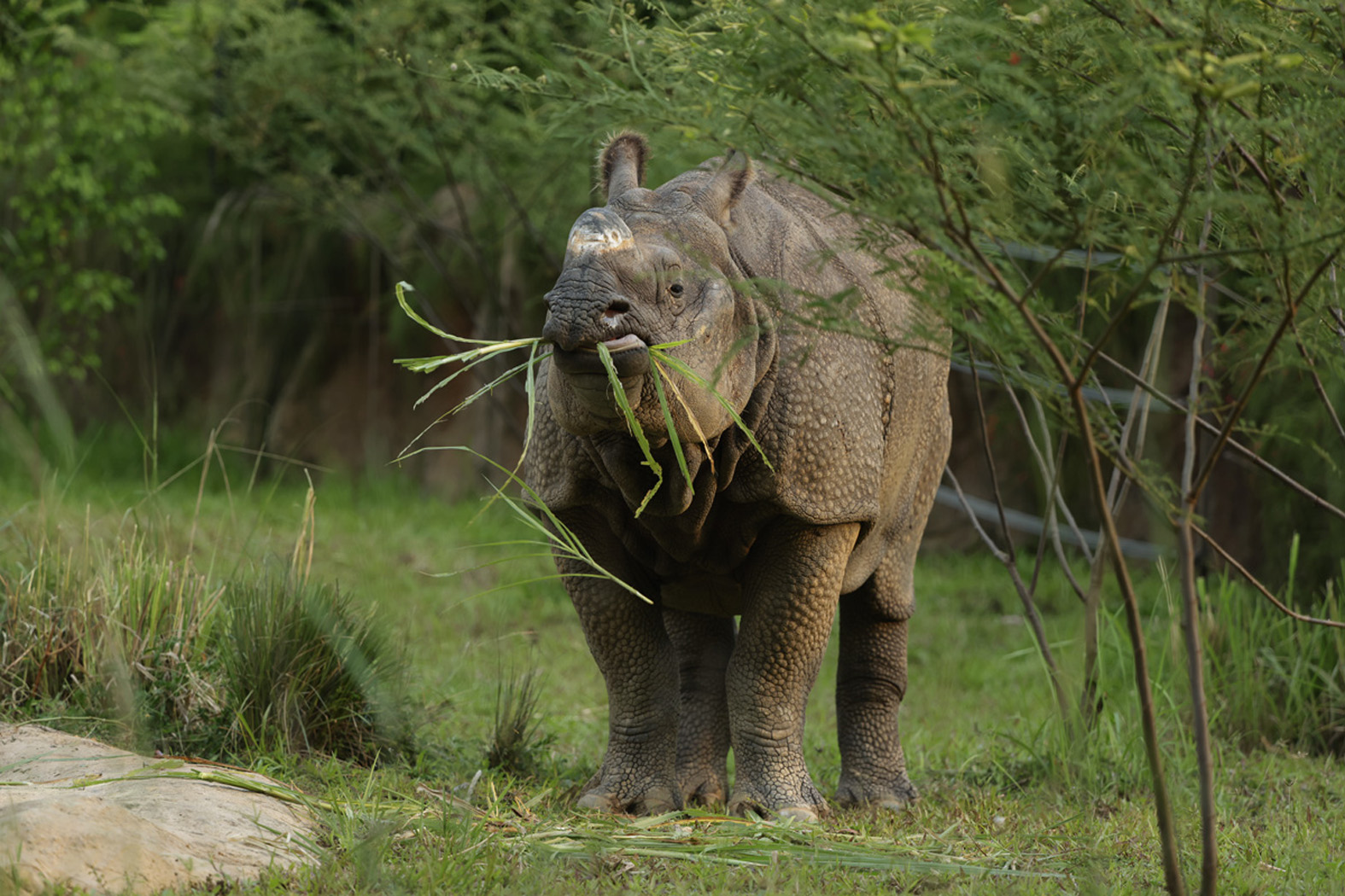 Fun With Kids: Farewell to the Madagascar gang, feed a rhino at Night ...