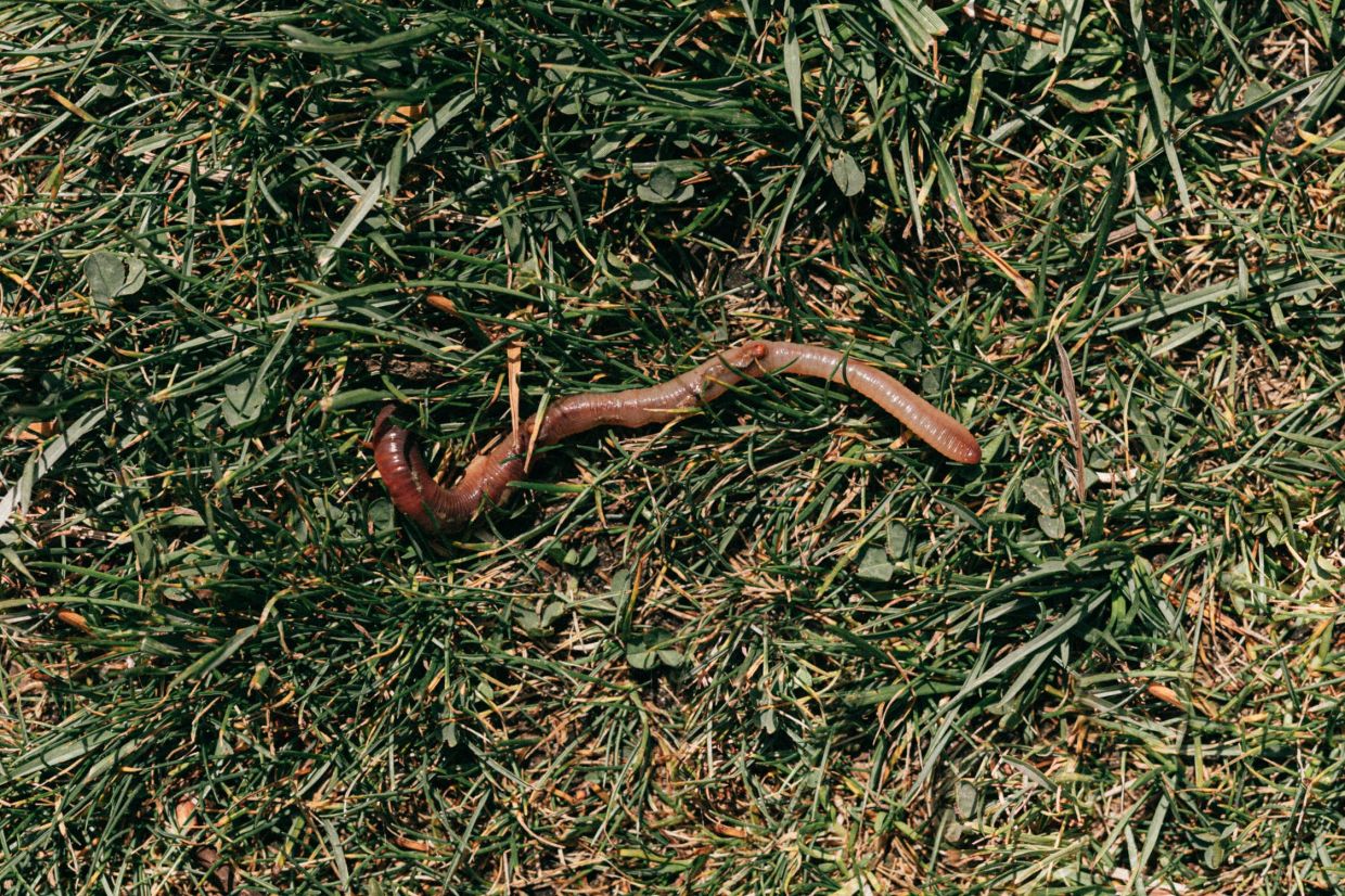 QuickCheck: Would you end up with two worms if you cut an earthworm in half?