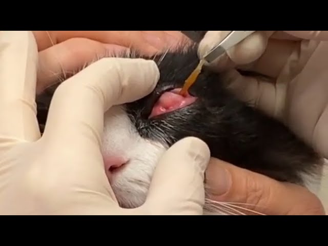 Removing A Massive Foxtail inside A Cat's Eye