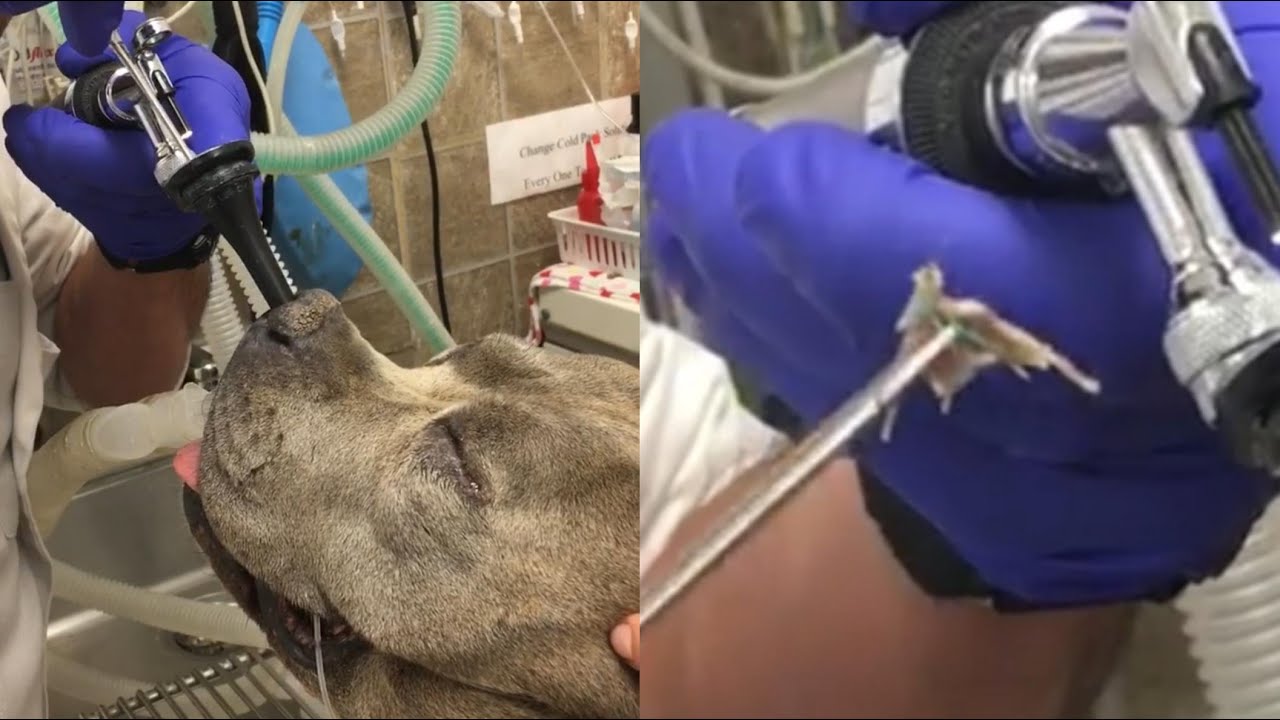 Awesome Foxtail Removal From A Dog's Nose (Part 9)