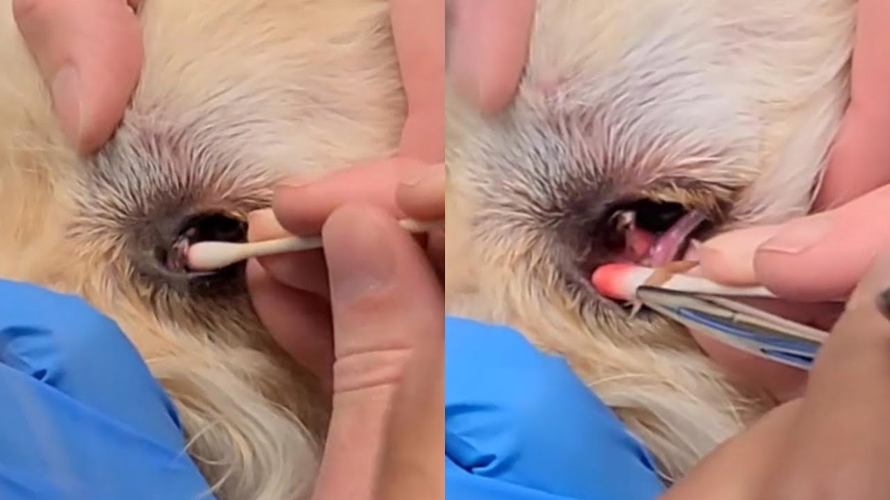 Giant Foxtail Removed From Inside A Dog's Eye (Part 6)
