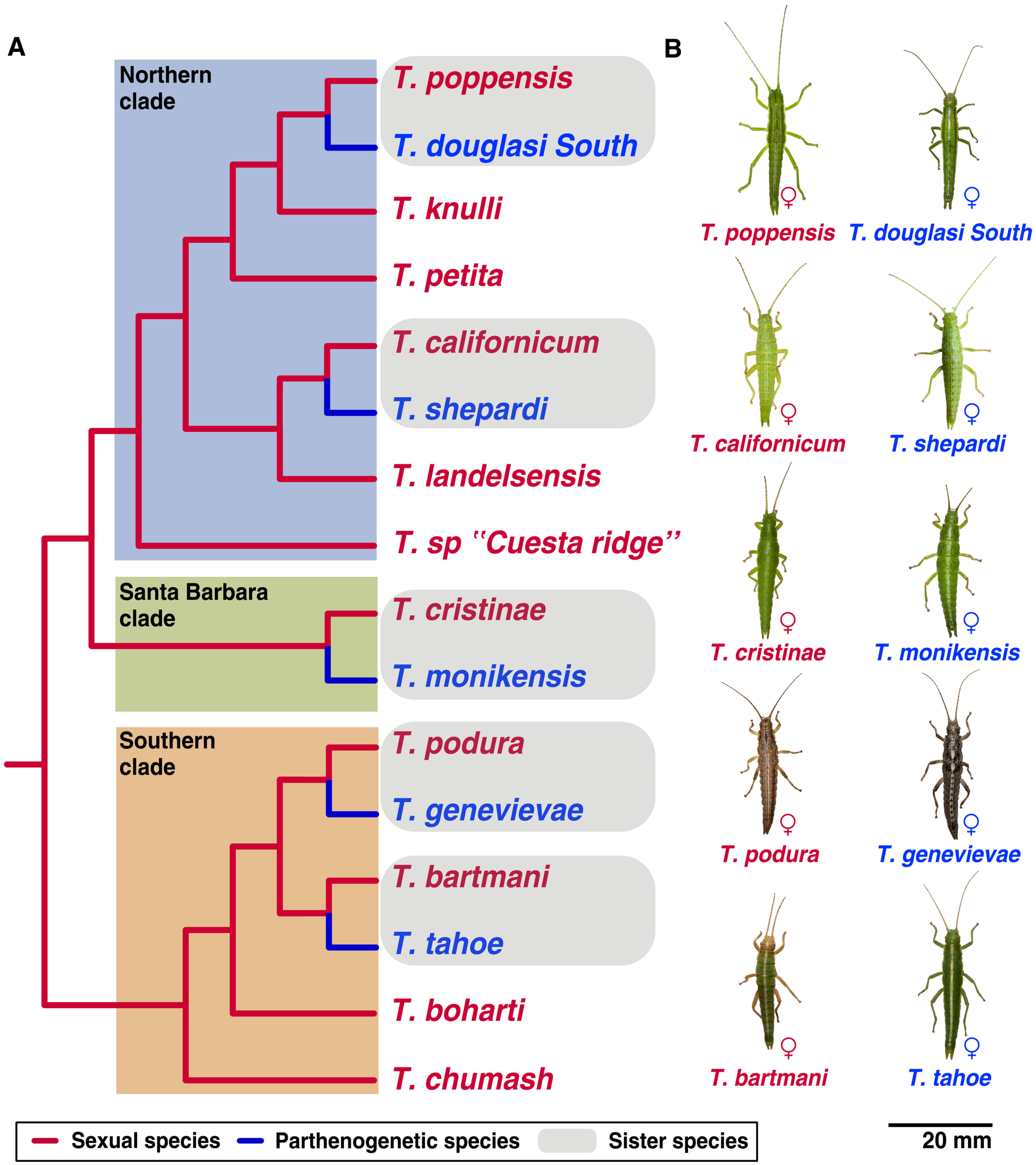 Asexual reproduction can have negative effects on genome evolution in stick insects