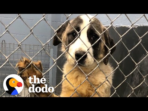 Giant Dog Who Lived In A Crate For 6 Years Freaks Out Over Her First Cheeseburger | The Dodo