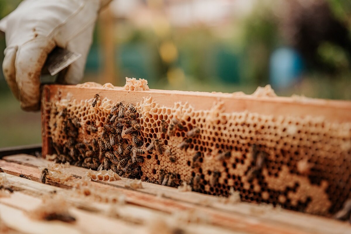 Are pesticides used in urban and suburban areas harming honey bees?