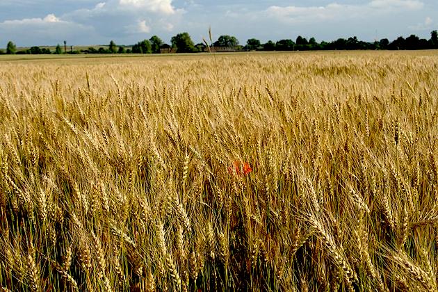 Ukraine bans wheat, oat, other food exports