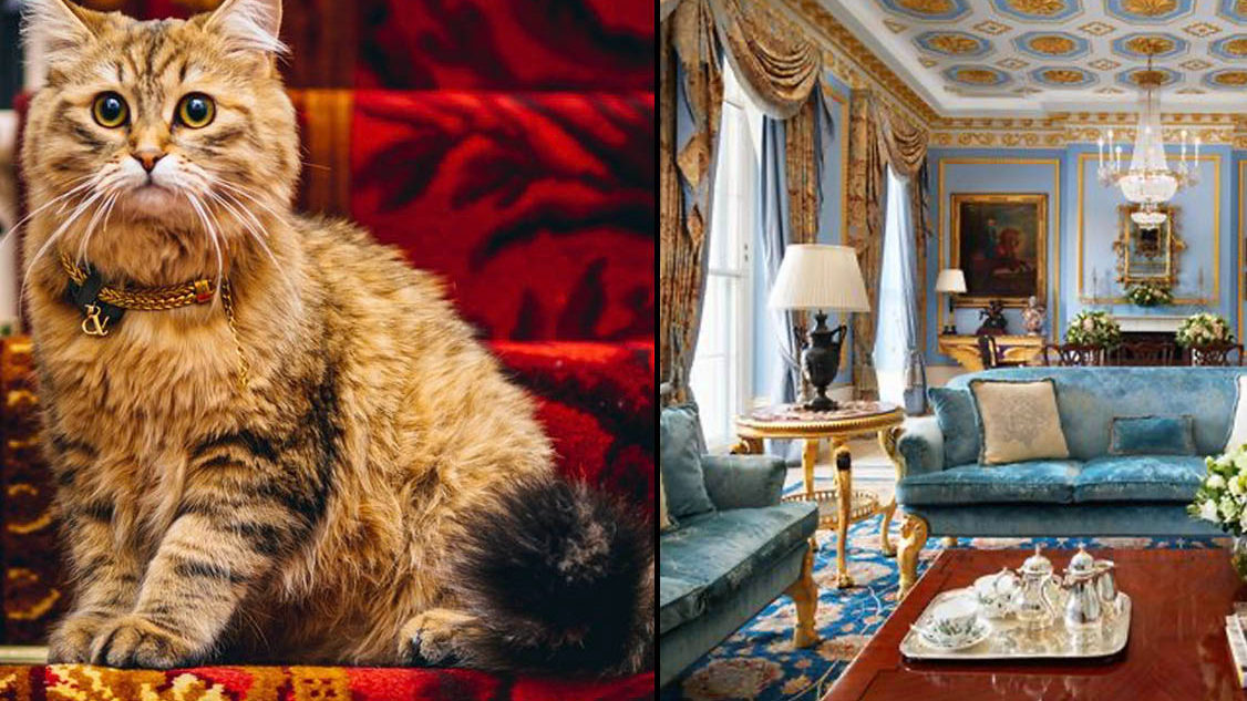 Adorable Cat Named After The Queen Lives In Five-Star Hotel