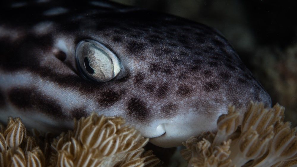 Sharks do actually sleep, and sometimes with their eyes wide open
