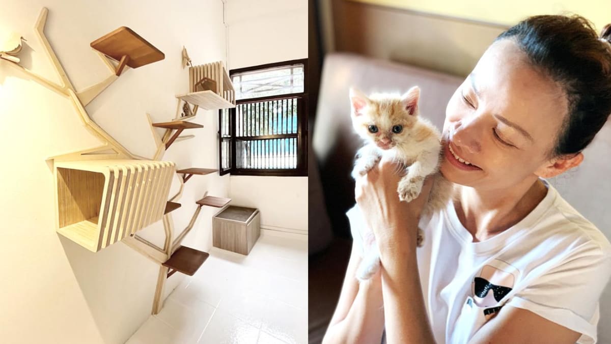 In Singapore, a new 'luxury' cat hotel for rescued kitties and cats on staycation