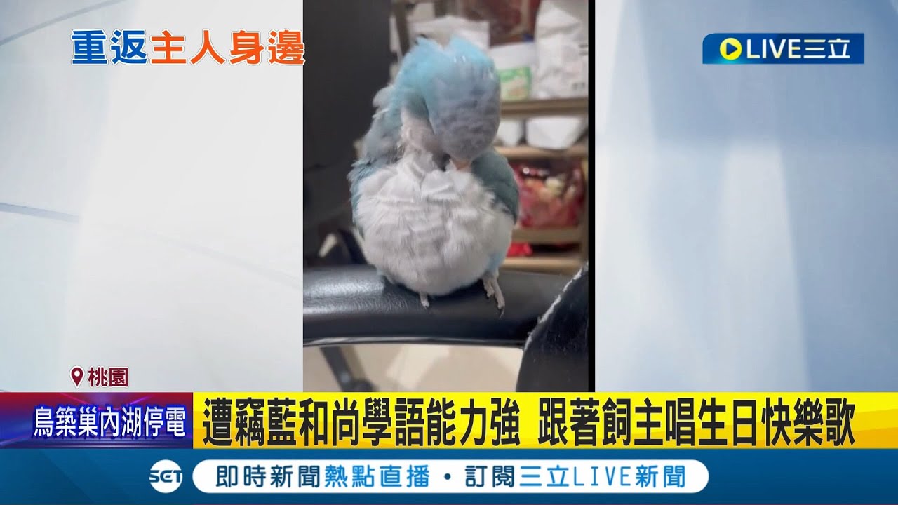 桃园中坜见"偷鸟大师"！ 鬼祟男偷走骑楼"蓝和尚鹦鹉"竟抓一把进口袋警方已逮窃贼 和尚鹦鹉外型可爱稀有花色价格破万｜记者 张昱杰｜【萌宠54来当家】20220321｜三立新闻台