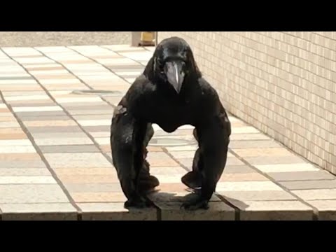 Crow Sunning Itself Looks Like Mini Gorilla as Wings Hide its Legs