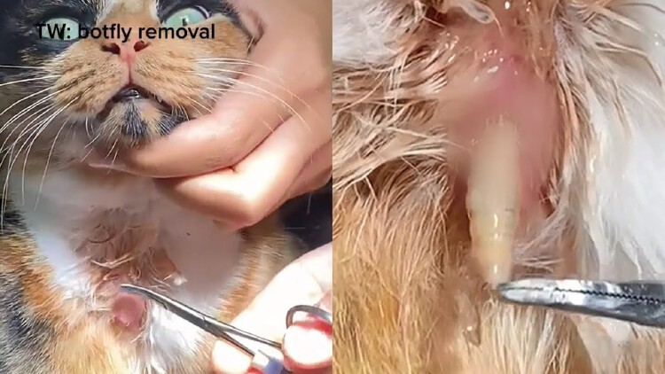 bot fly removal cats nose｜TikTok Search