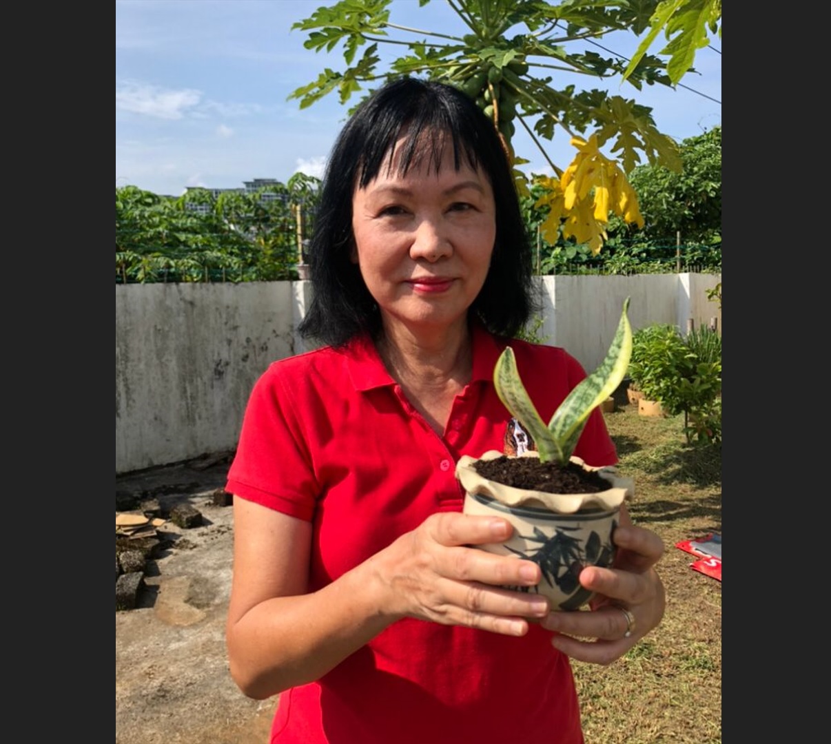 Free okra plants available at community plant swap in Kuching