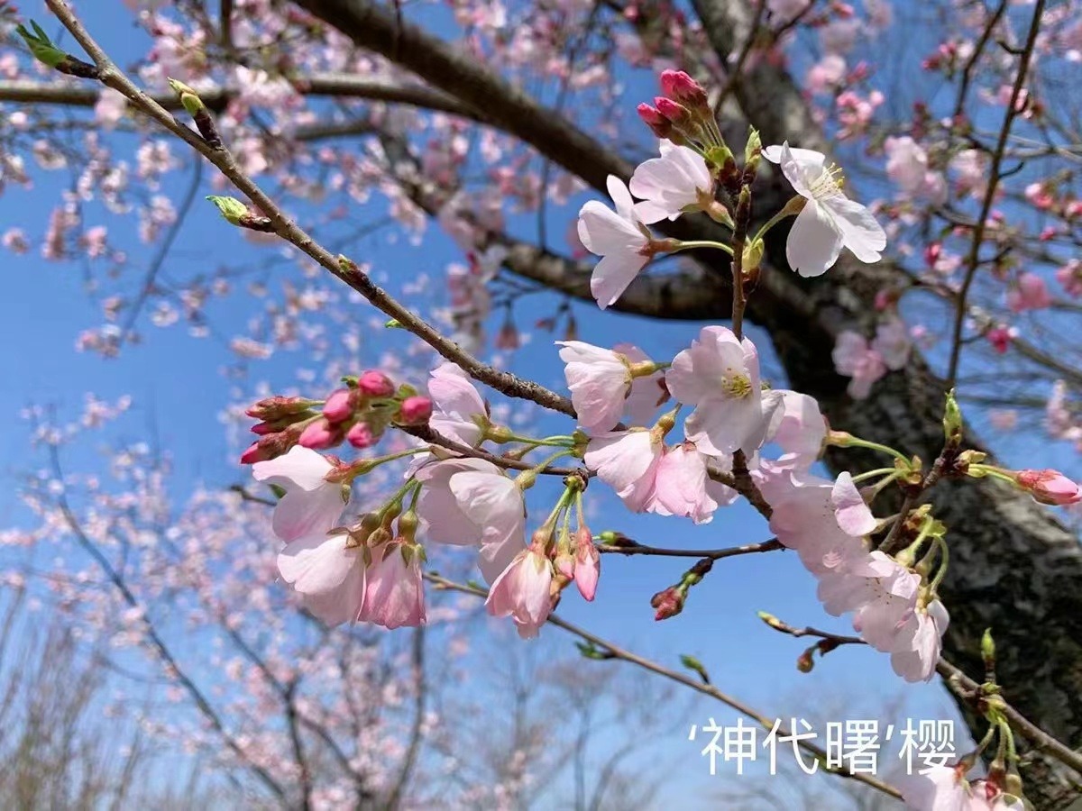 春风有信花开有期！去不了辰山植物园现场，来这里“云赏樱”
