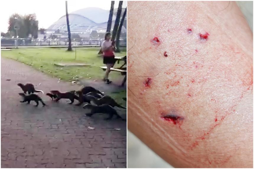 Man bitten by otter after trailing pack of 30 during morning run