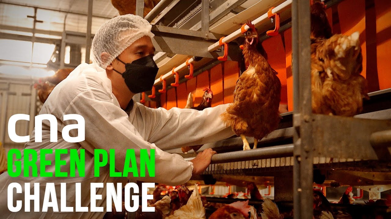 Beefing Up Singapore's Food Security: Shop, Cook & Eat Green | CNA Green Plan Challenge - Part 2
