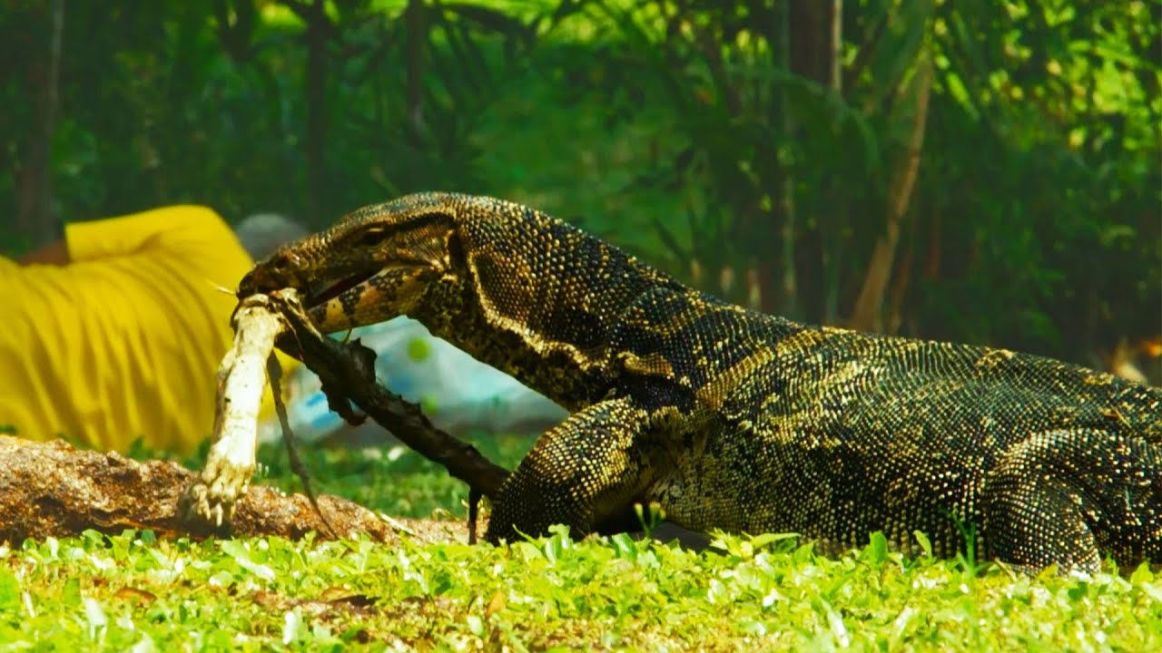 Giant Carnivorous Lizards in Thailand | Wild Thailand | BBC Earth