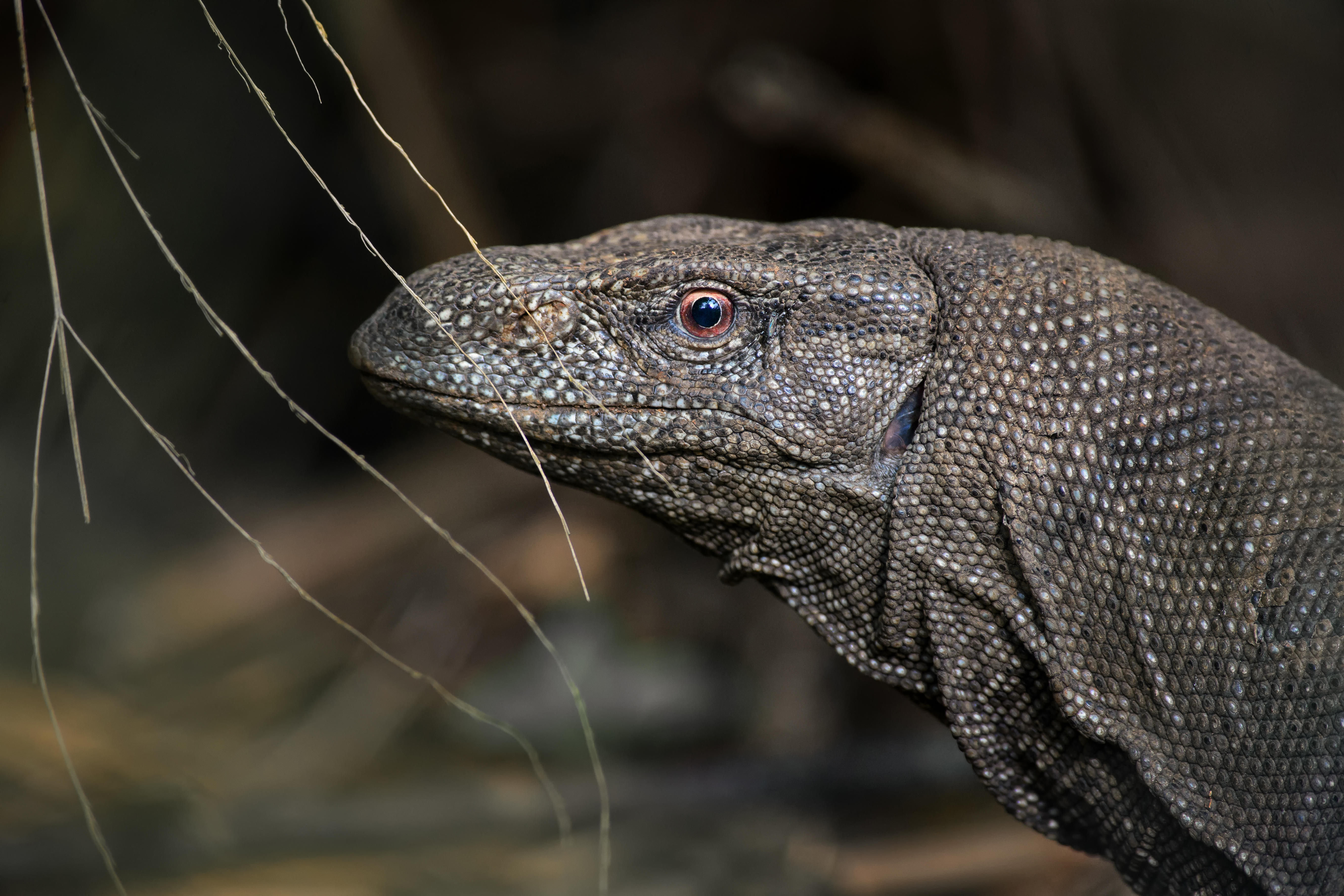 Four Men Have Been Accused Of Gang-Raping, Killing, Cooking And Eating A Lizard
