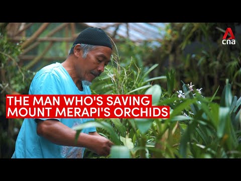 The man who's saving the orchids on Mount Merapi