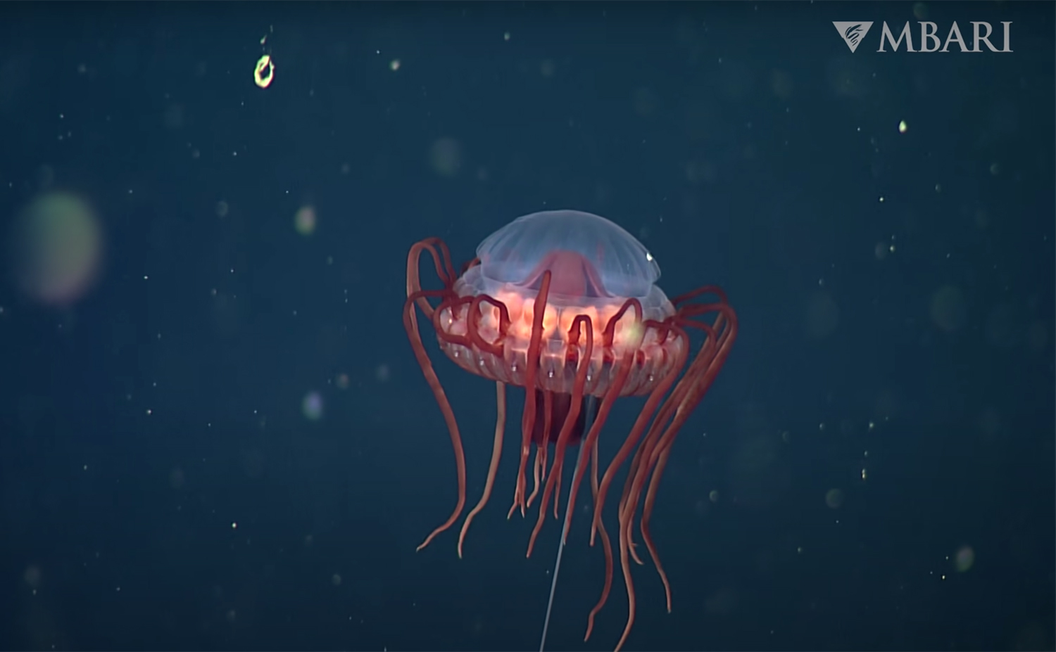 'Unusual' Deep-Sea Jellyfish Species Discovered in Pacific Ocean's Midnight Zone