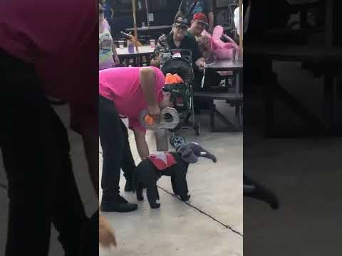 Dog in Elephant Costume Acts like Wind Up Toy