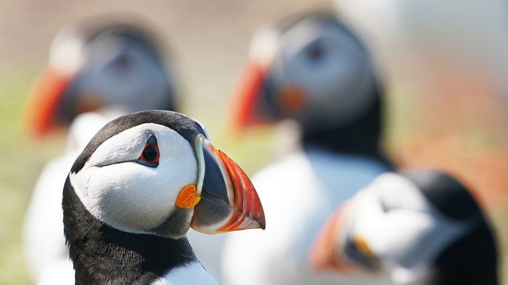 Coquet Island puffin-cams reveal birds' burrow lives