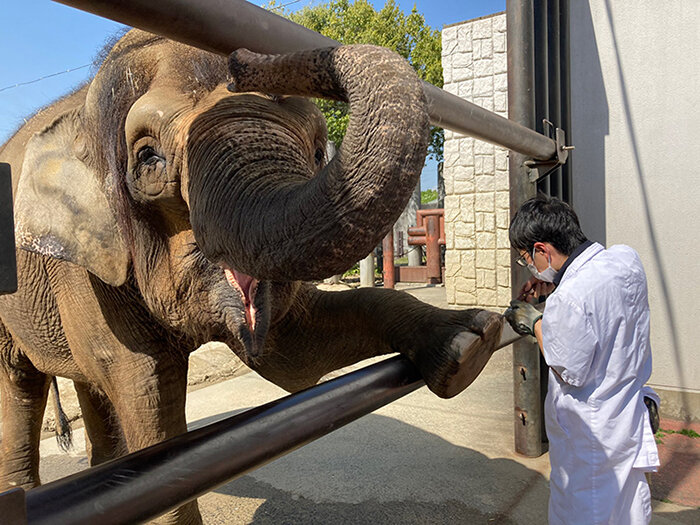 Asian elephant cured of tuberculosis developed from long-term latency