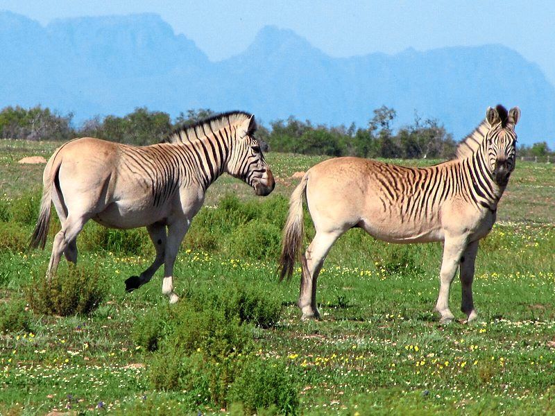 Why South African scientists are breeding zebras without stripes