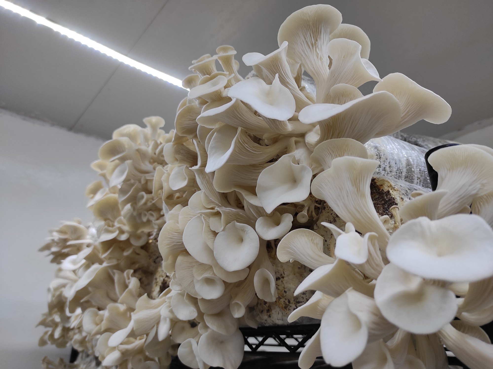 Organic mushrooms grown using Starbucks coffee grounds and cardboard: a Hong Kong farmer’s quest to build a sustainable business