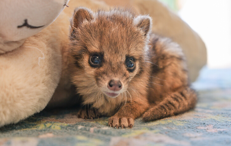 Nashville Zoo Welcomes A Rare Baby Spotted Fanaloka –– The First To Be ...