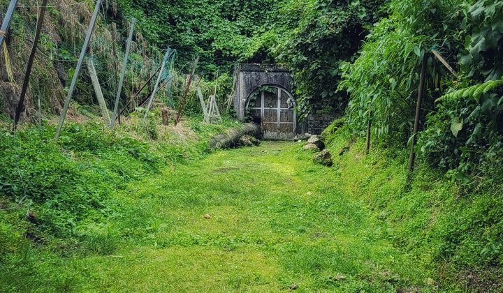 Real-Life Spirited Away Tunnel In Cameron Highlands