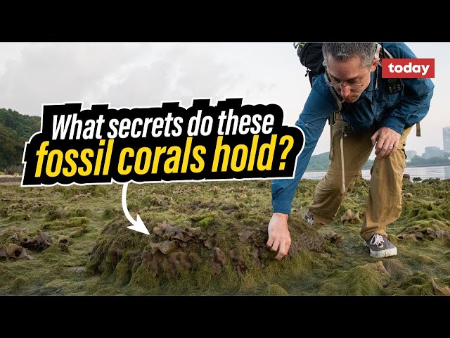 What these corals tell us about climate change