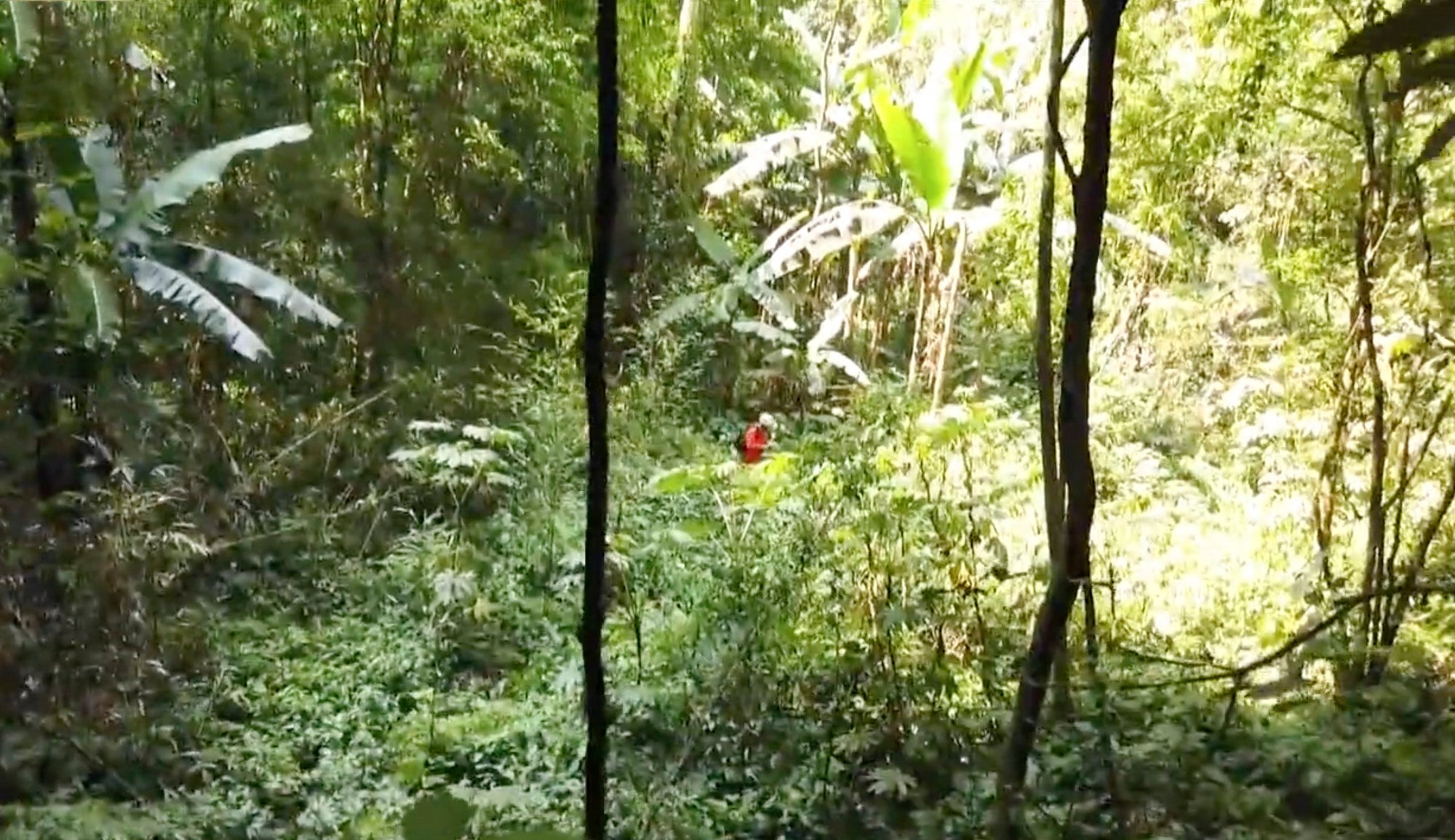 Scientists find ancient forest hidden in newly discovered 192-metre-deep sinkhole in southern China