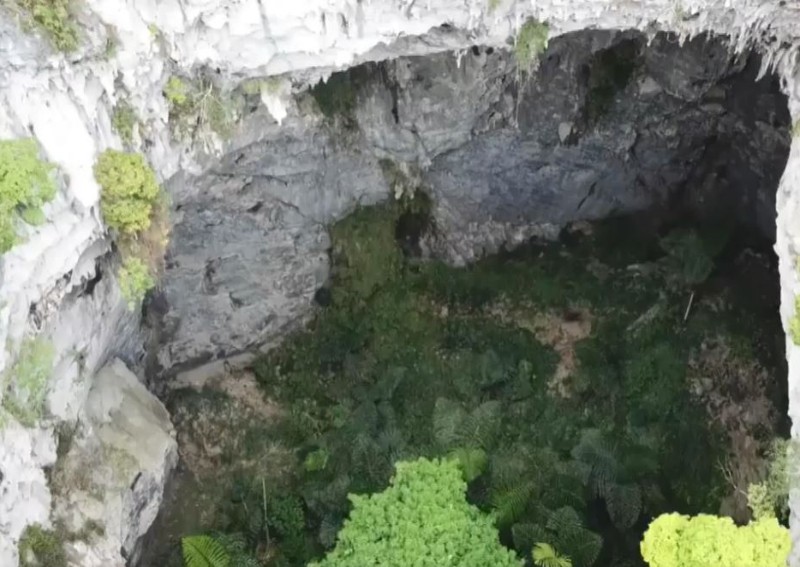 Ancient forest hidden in newly discovered 192-metre sinkhole in China