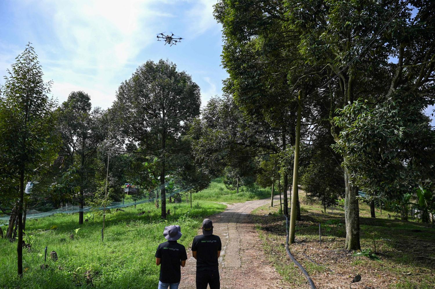 Top Malaysian durian grower goes high-tech