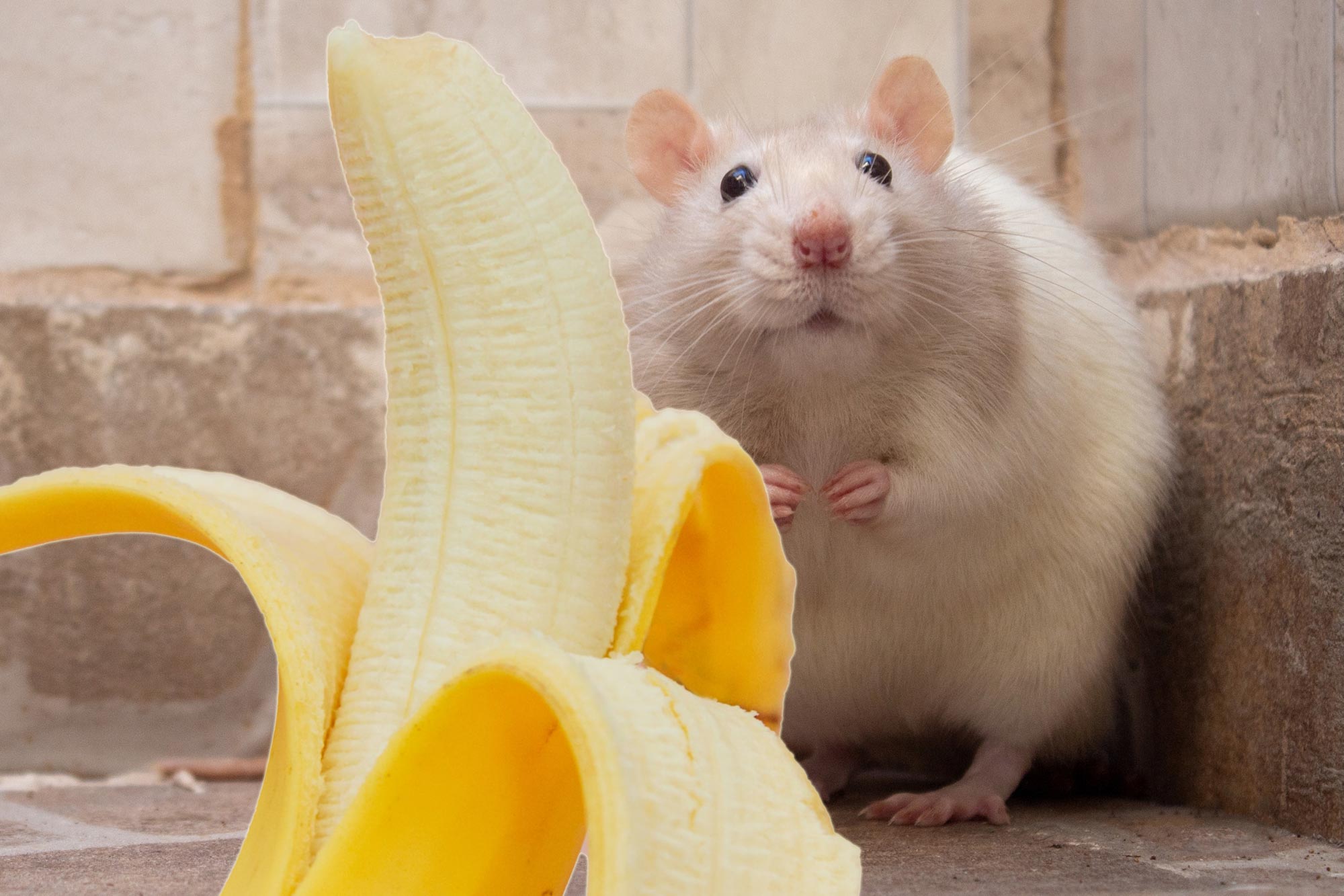 Why Are Mice Afraid of Bananas?