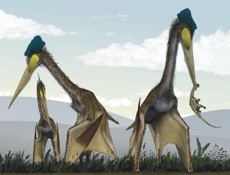 largest pterosaur