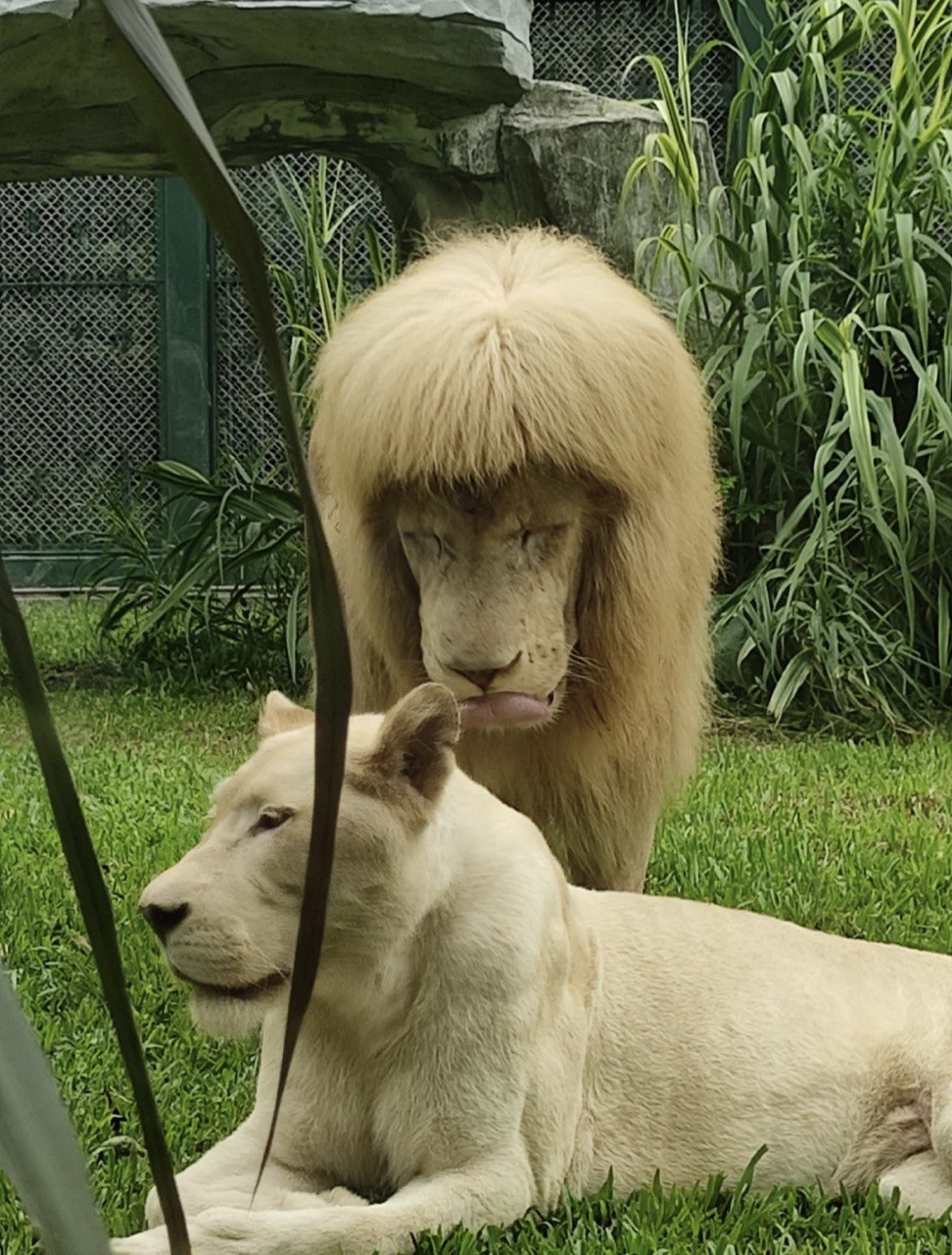 Zookeepers Denied Cutting Mane of Lion With ‘Rebond’ Bangs