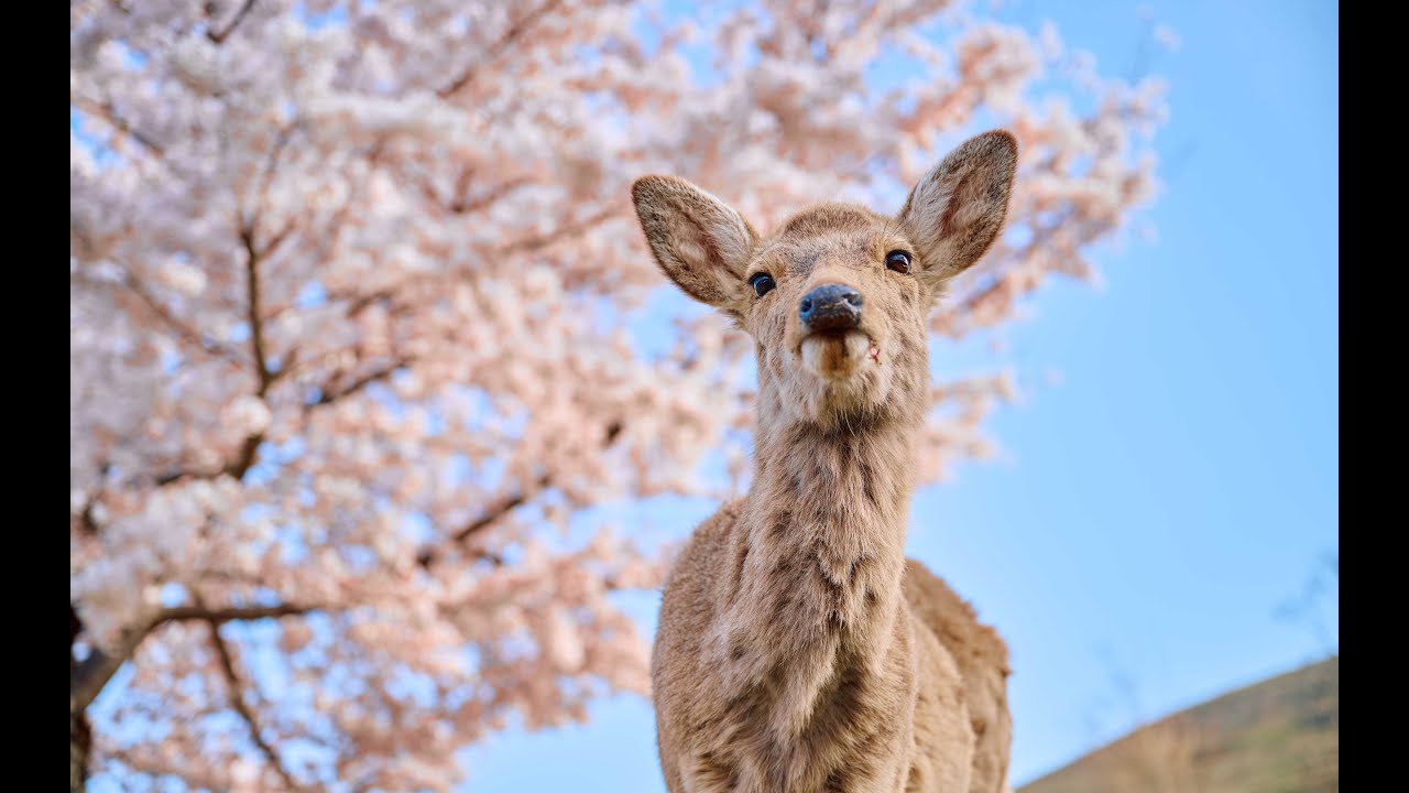 【8K HDR】 Japan Kyoto Cherry Blossom 京都の桜