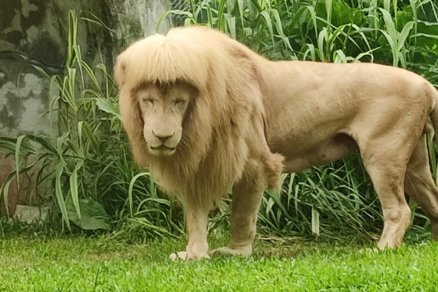 White Lion at China Zoo Turns Heads With Unique Mullet-Like Mane that He Styles Himself