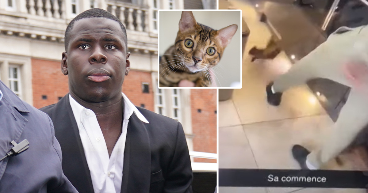 West Ham footballer Kurt Zouma banned from keeping animals for five years after kicking and slapping pet cat