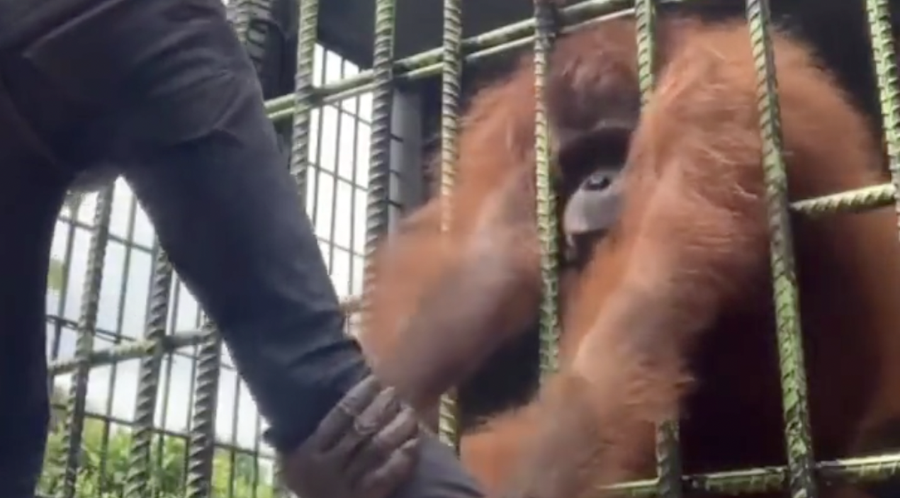 Viral Video Captures Orangutan Attacking Man Through Cage at Zoo