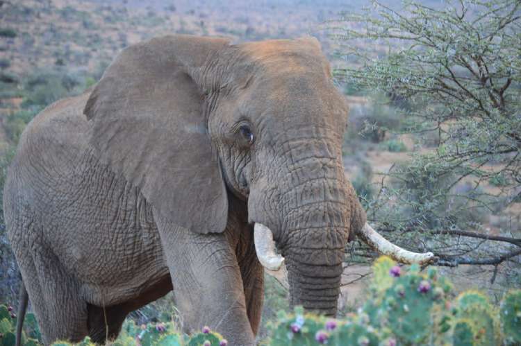 Elephant kills 70-year-old and then returns to trample her corpse at