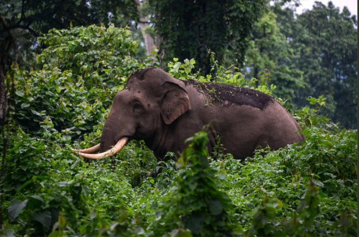 Indian Man Crushed to Death by 'Aggressive' Wild Elephant He Attempted to Click Selfie with