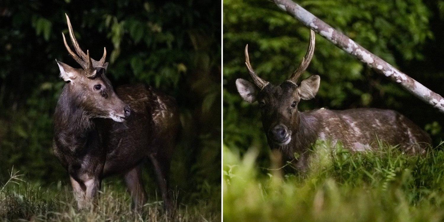 Sambar deer photographed at central catchment area, rare sighting excites nature lovers