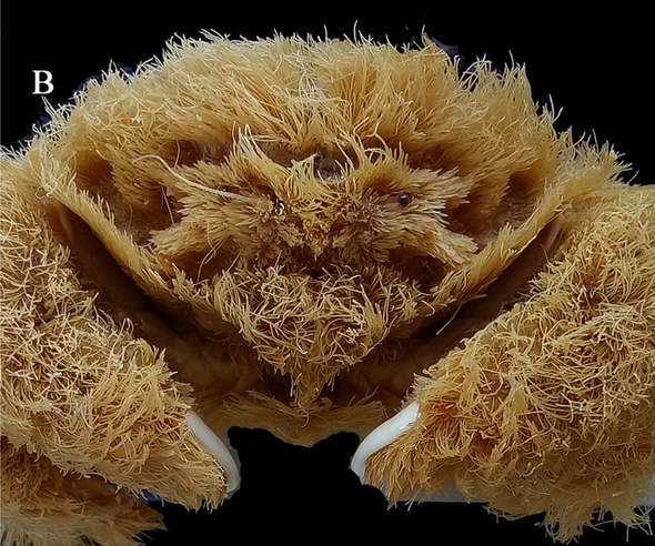 ‘Fluffy’ crab that wears a sponge as a hat discovered by scientists