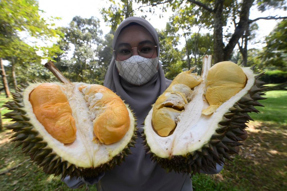 Kedah introduces new durian varieties named ‘J Sparrow’ and ‘Jerai’