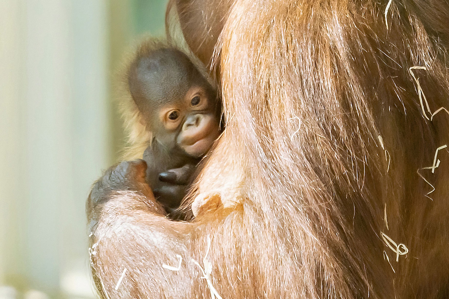 Zoo Captures Incredible Moment Critically Endangered Orangutan Gives Birth to Healthy Baby