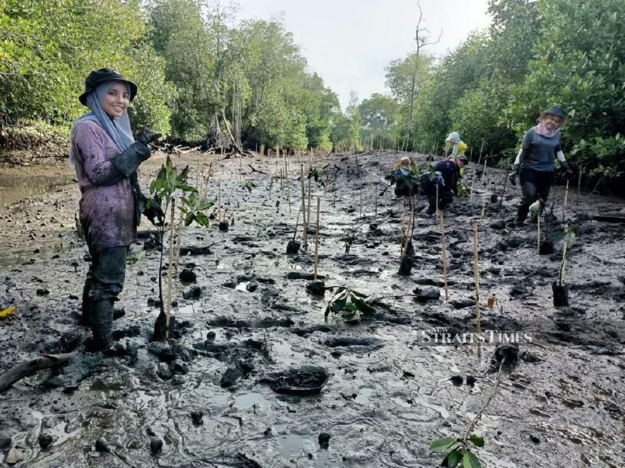 Restoring the mangrove ecosystem in Changkat Keruing