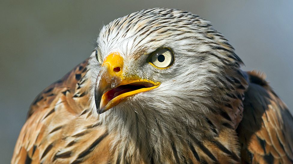 UK red kite success story sees birds sent to Spain